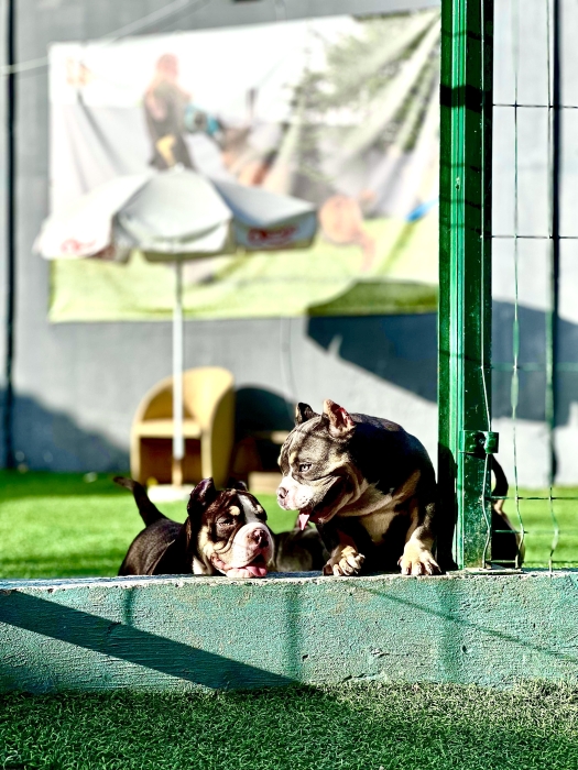 American Bully Micro