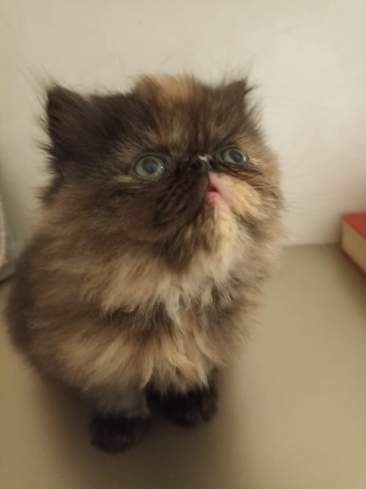 Persan pur race avec pedigree