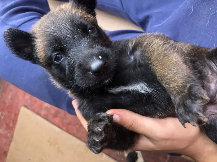 Ventes de chiots malinois 5 semaines