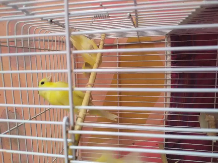 canary