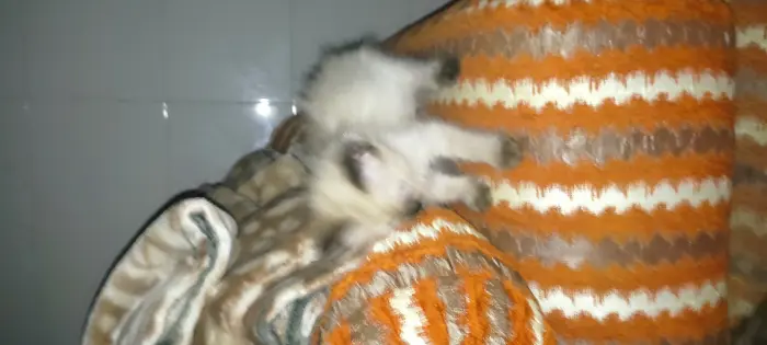 Chat siamo age 2 mois female