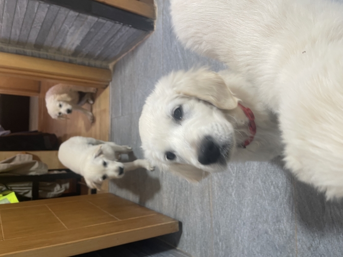 GOLDEN RETRIVER MÂLE