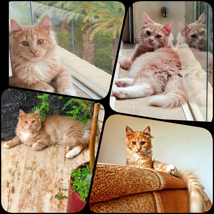 De père mainecoon ( male )