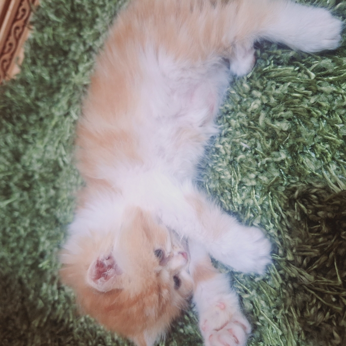 Chatton persan mon face