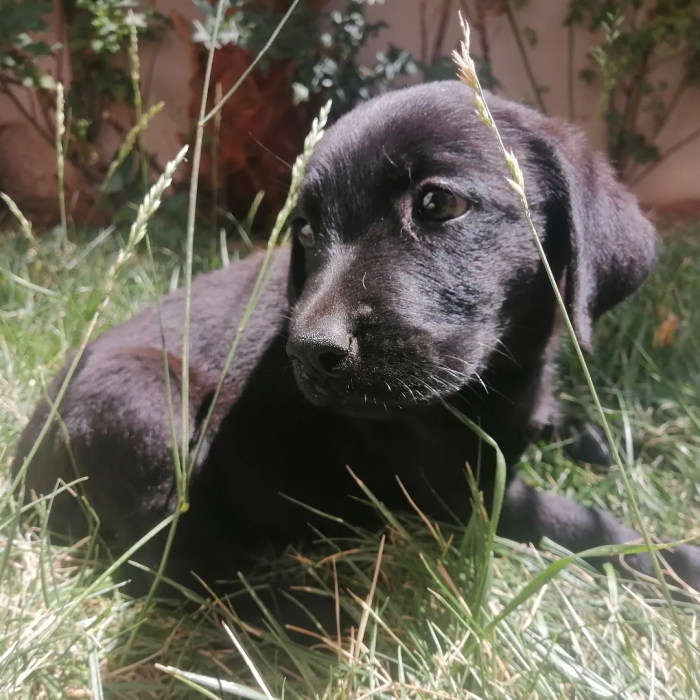 Labrador Noir Femelle