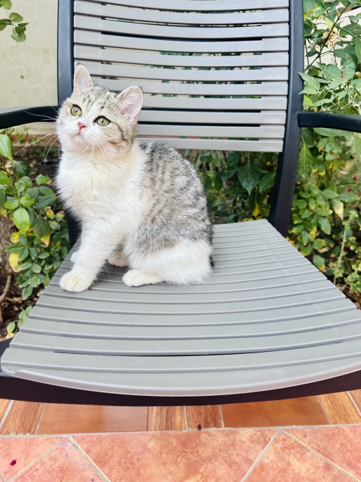 Petite femelle British