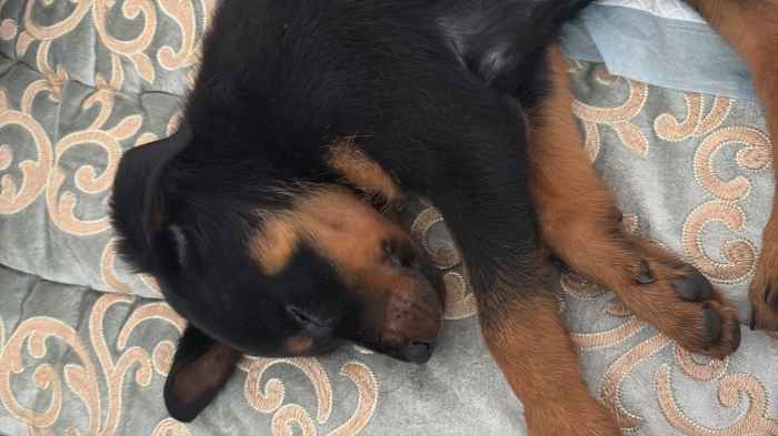 baby rottweiler
