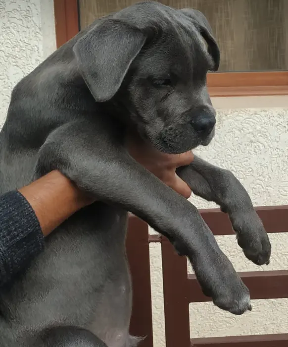 Chiot cane corso