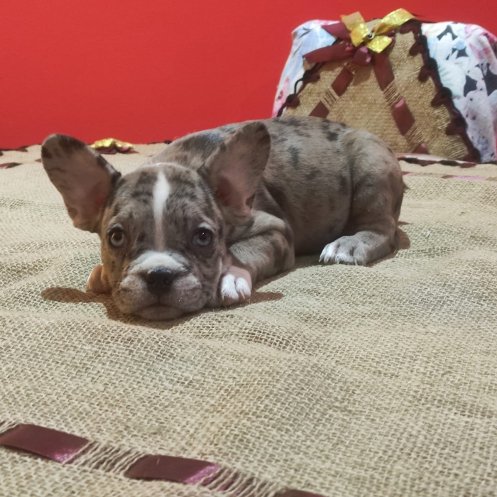 Bulldog français exotique