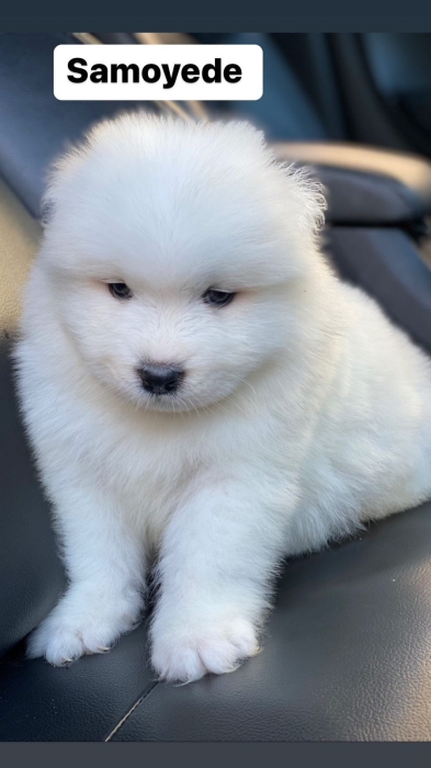 Samoyède