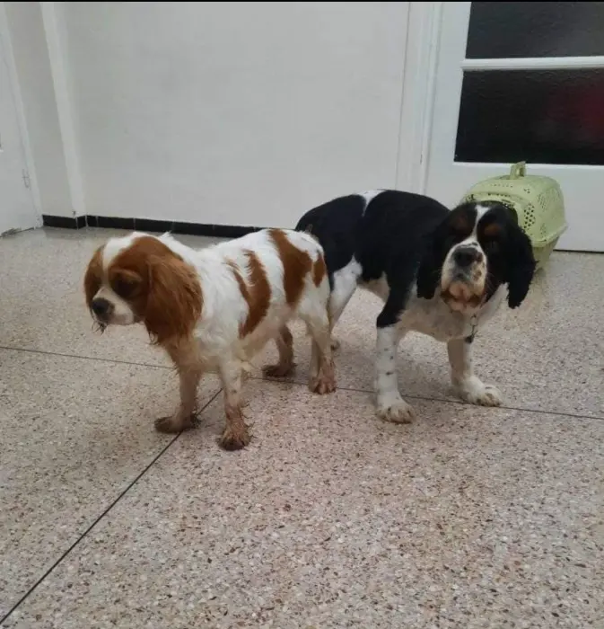 Cavalier king Charles