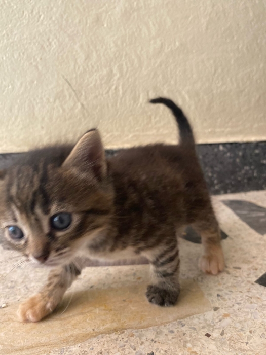 Bella is looking for a family😺