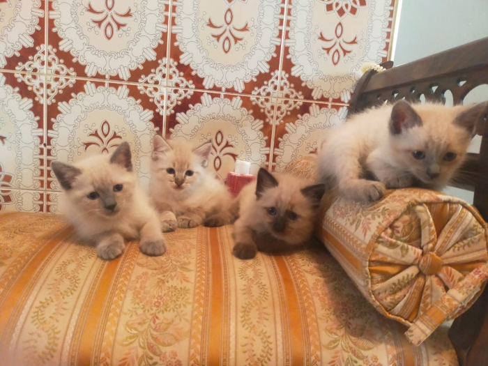 Chatons siamois croisés