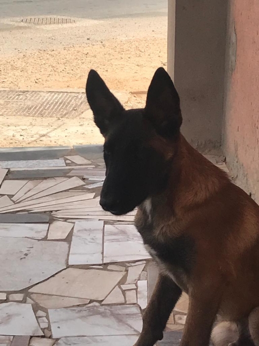 Malinois