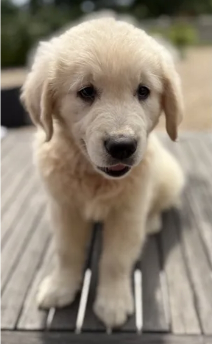 Chiots golden retriever