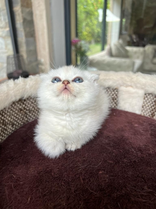 Scottish fold & straight