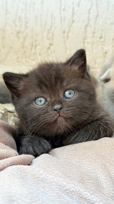 Scottish fold & british