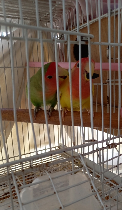 inséparables pour le dressage