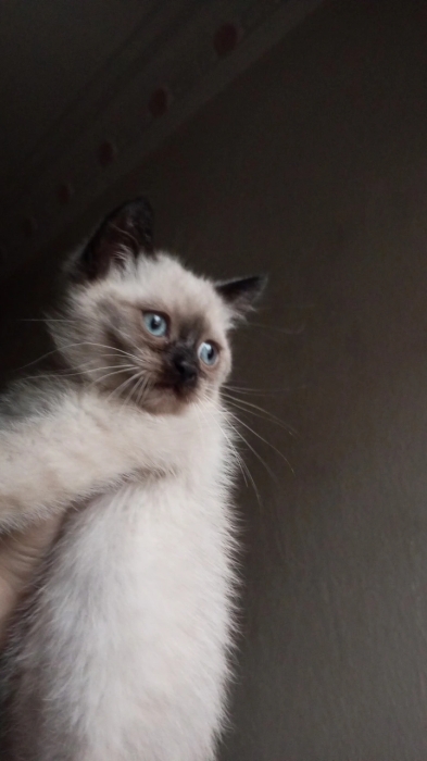 Himalayan persian et snowshoe