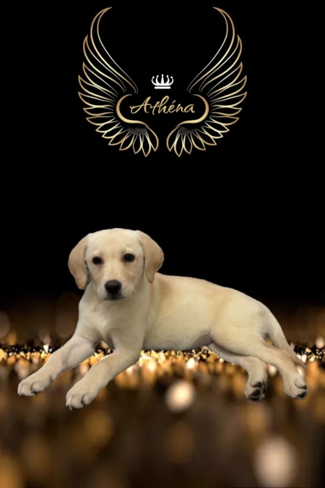 Labrador femelle 3 mois