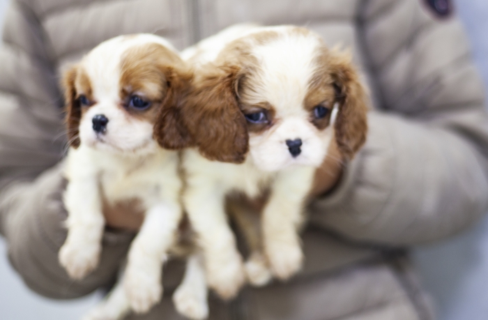 magnifiques chiots Cavalier King Charles