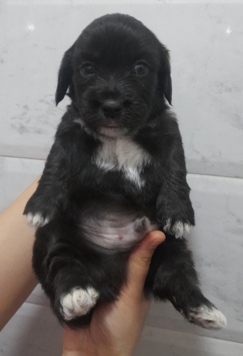 Chien Bichon havanais