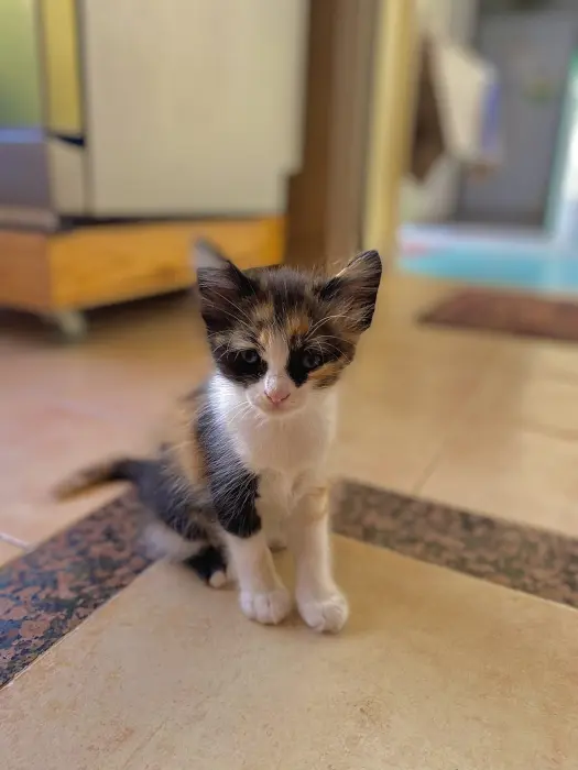 Petit chat pour adoption