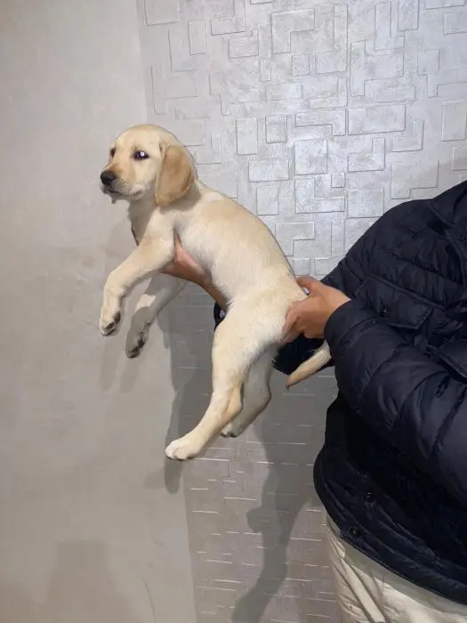 Labrador femelle 2mois