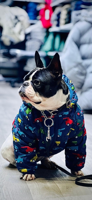 chien bouledogue français