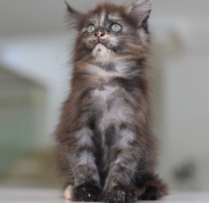 Altamira main coon