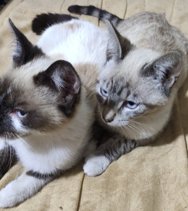 siamois et siamois tigré للتبني