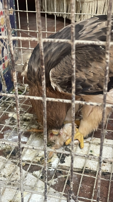 Aigle impérial oriental