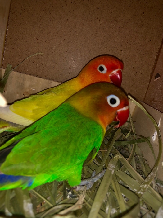 Couple fisher en plus cage 🦜