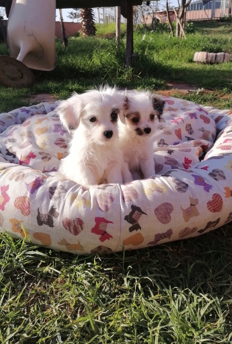 Bichon Havanais 🎊