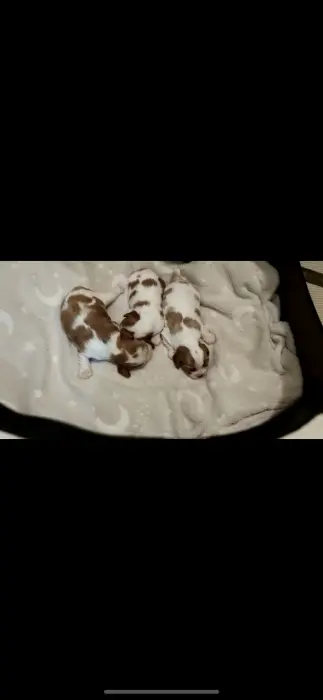 Cavalier king charles