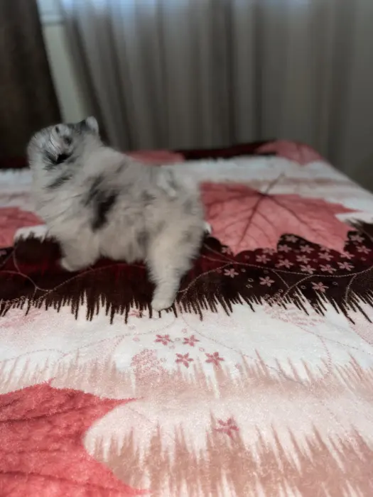 Spitz pomeranian merle