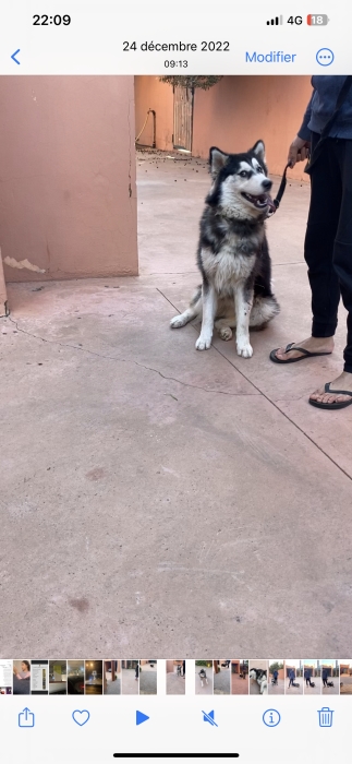 Chien husky pour adoption