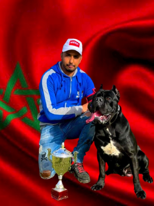 Disp chiot cane corso piedegri ligne de champion