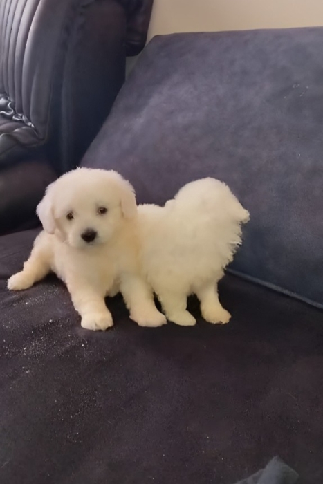 Bichon Maltais 💥