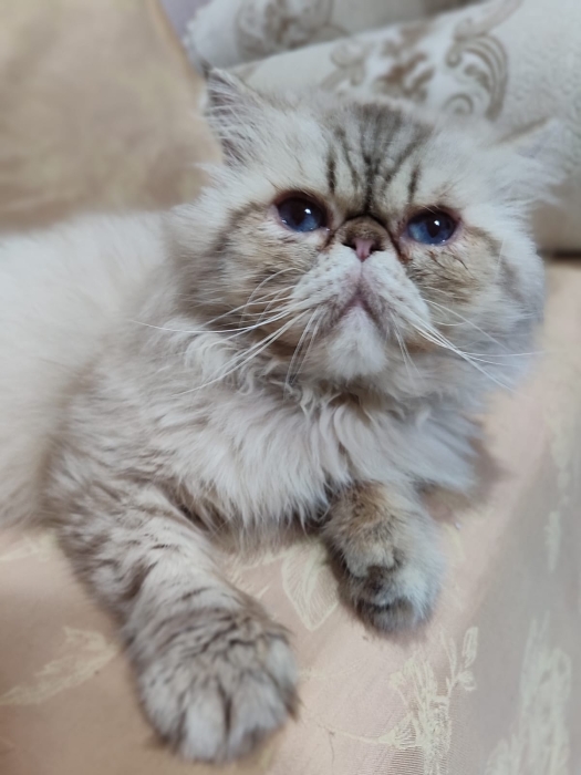 Male persan race pur