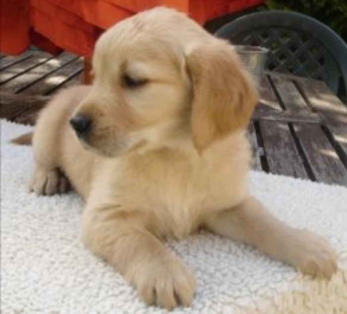 Golden retriever 🔥