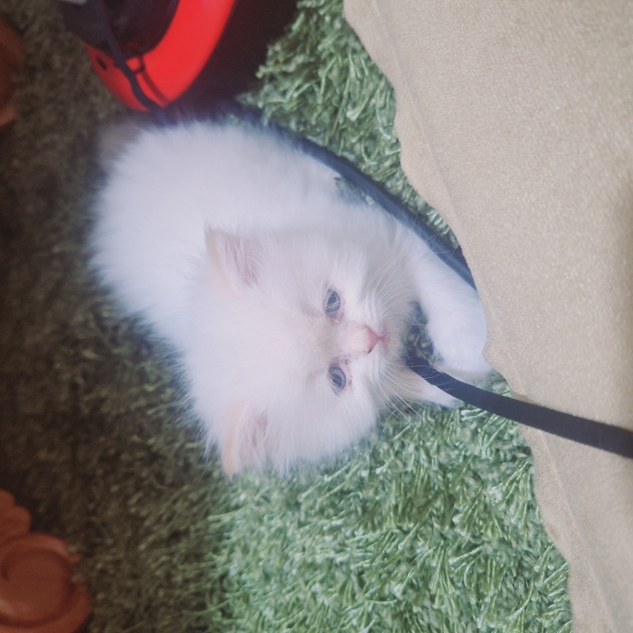 Chatton persan mon face