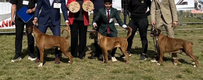 Chiots Boxer Pedigree