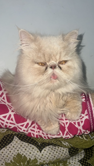 Chat Persian à vendre mâle