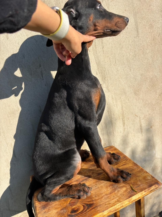 Doberman pedigree avec carnet de vaccin