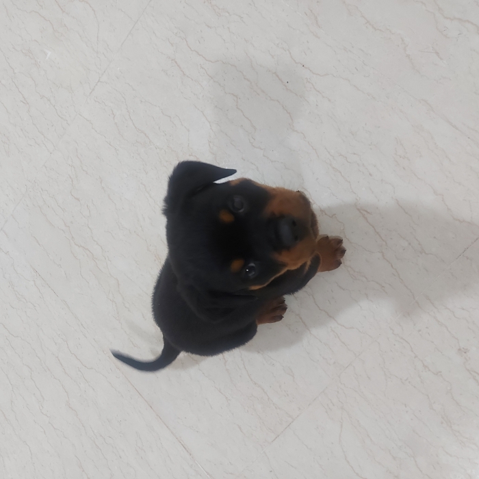 Rotweiler male
