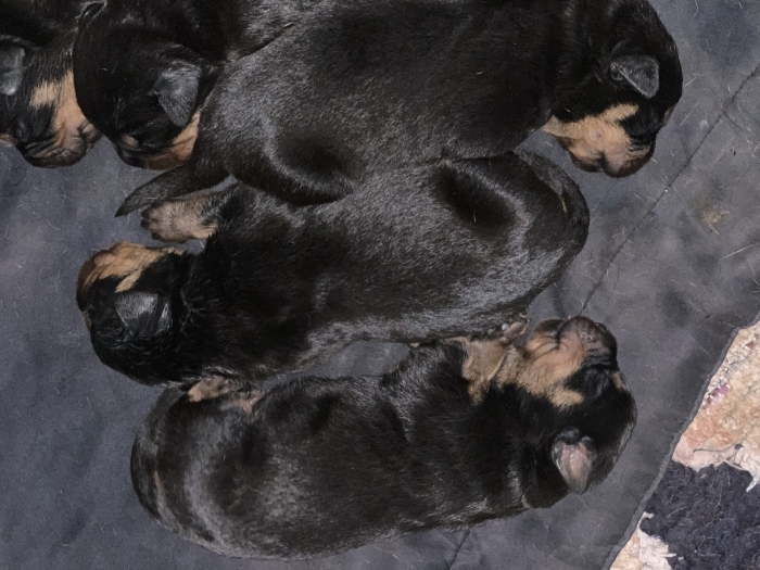 Chiots rottweiler