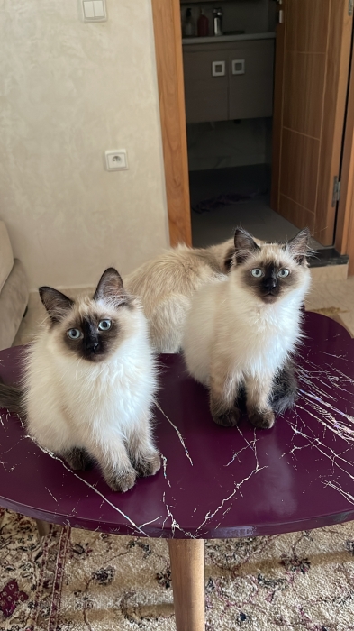 Chatons siamois
