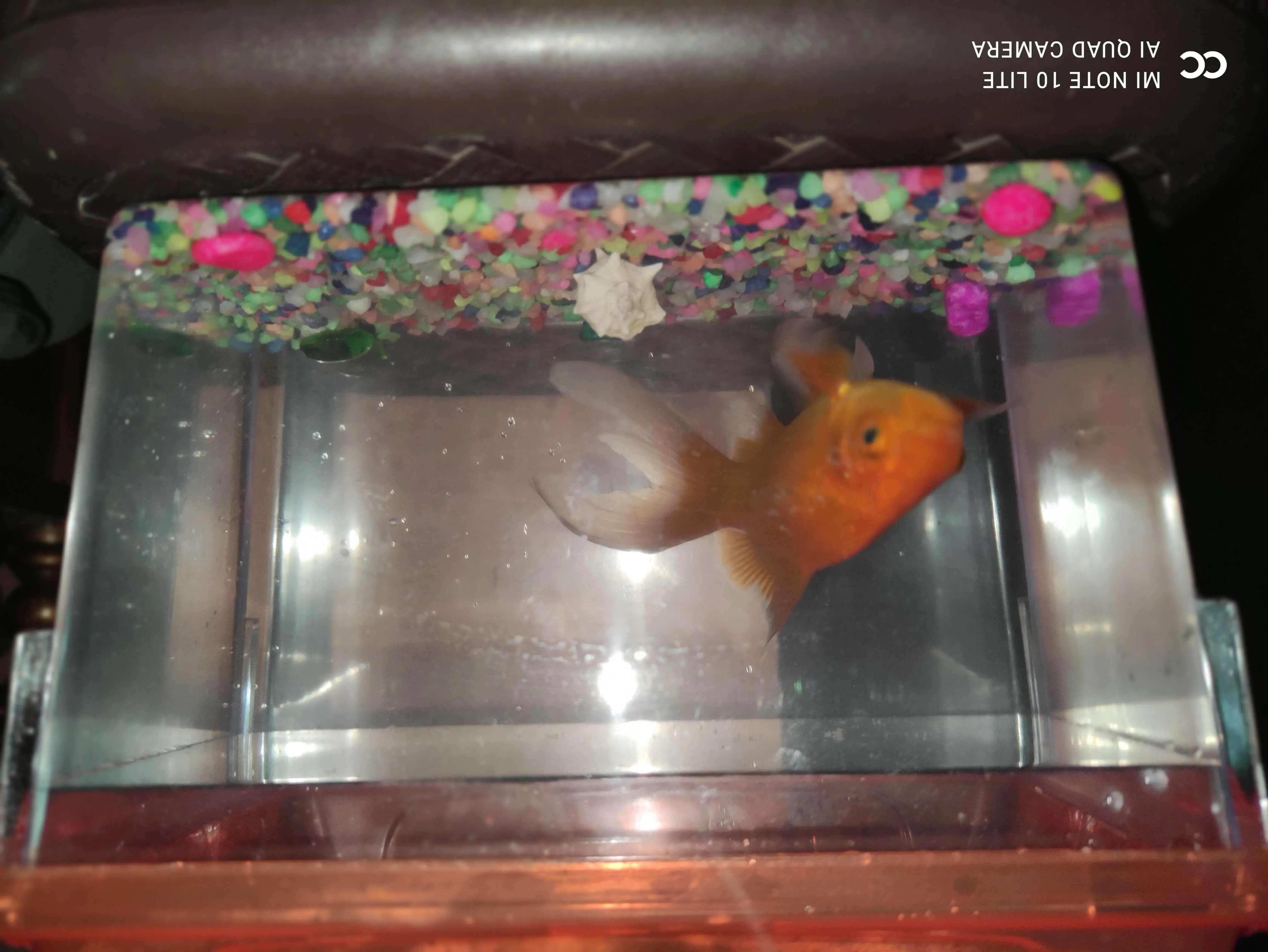 Gold fish poison rouge comette