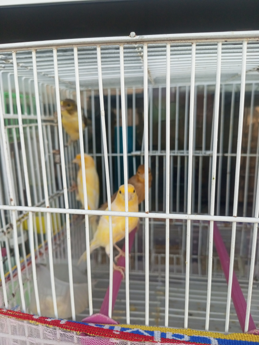 Canaris 2 mal 2 femelle a vendre